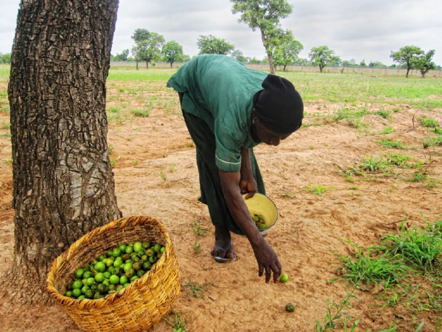 12-1e아프리카 여인들이 시어 열매를 채취하고 있다.jpeg