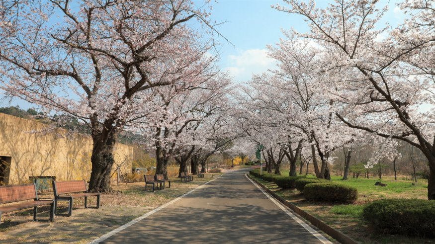지난 주말 벚꽃콘서트가 열린 경주솔거미술관 옆 벚꽃터널.jpg