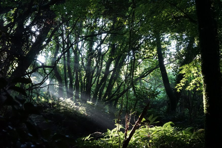 [한국관광공사] 사진5. 제주_환상숲곶자왈공원.JPG